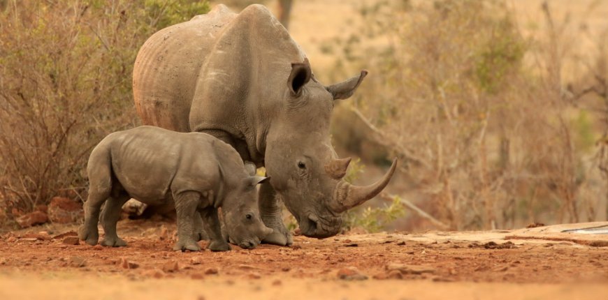 noshörning i Kruger Nationalpark