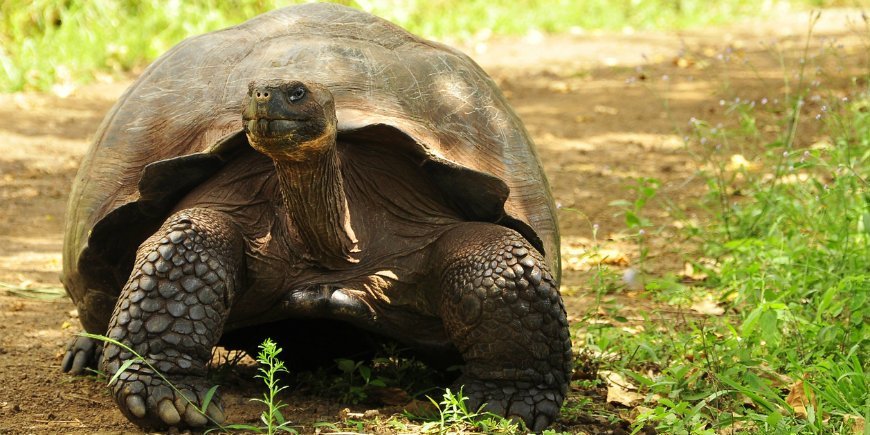 Galápagossköldpadda