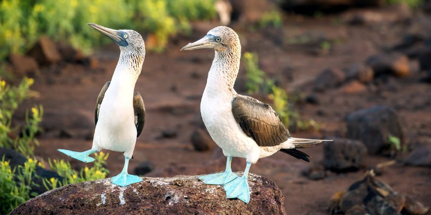 Blåfotad sula Galápagos
