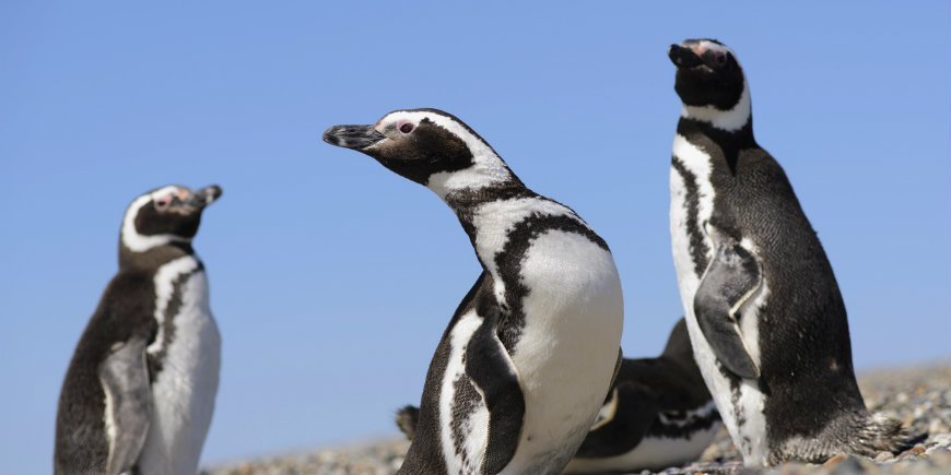 Pingviner Galápagos