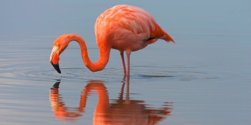 Flamingo Galápagos