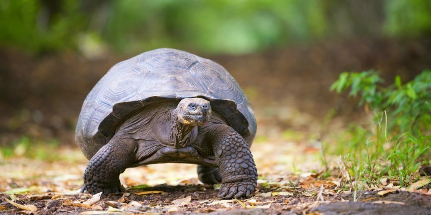 Galapagos sköldpadda