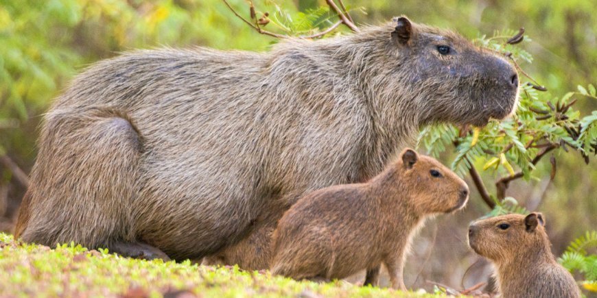4 Kapybara Pantanal R