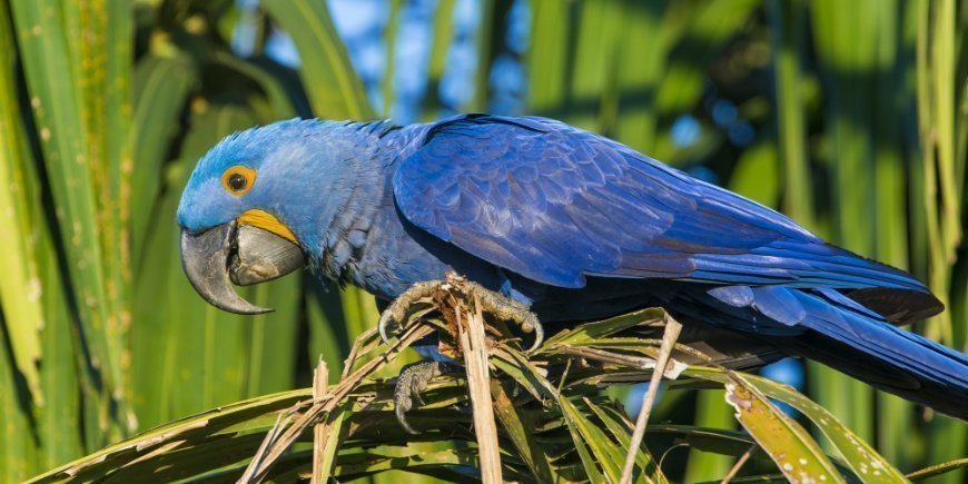 Hyacint macaw i pantanal