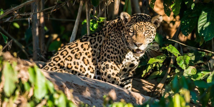 Jaguar in Amazonas