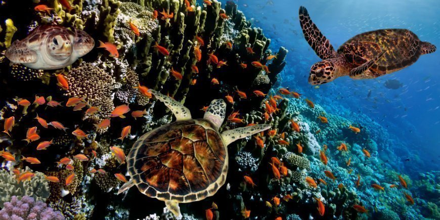 jätte sköldpaddor i Galapagos