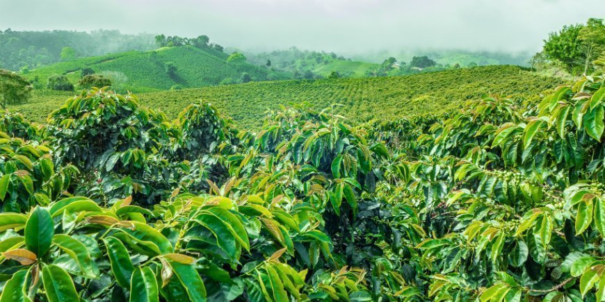 kaffe regionen i Colombia