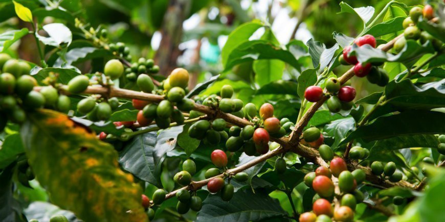 kaffebönor i plantering